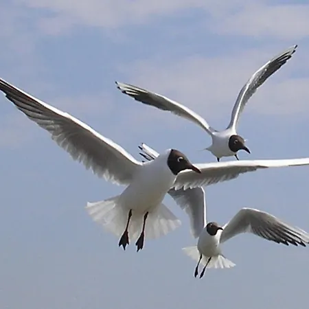 Moewe Apartament Zingst